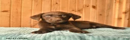 Labrador Retriever dogs for sale: Gadget  - Ad 5