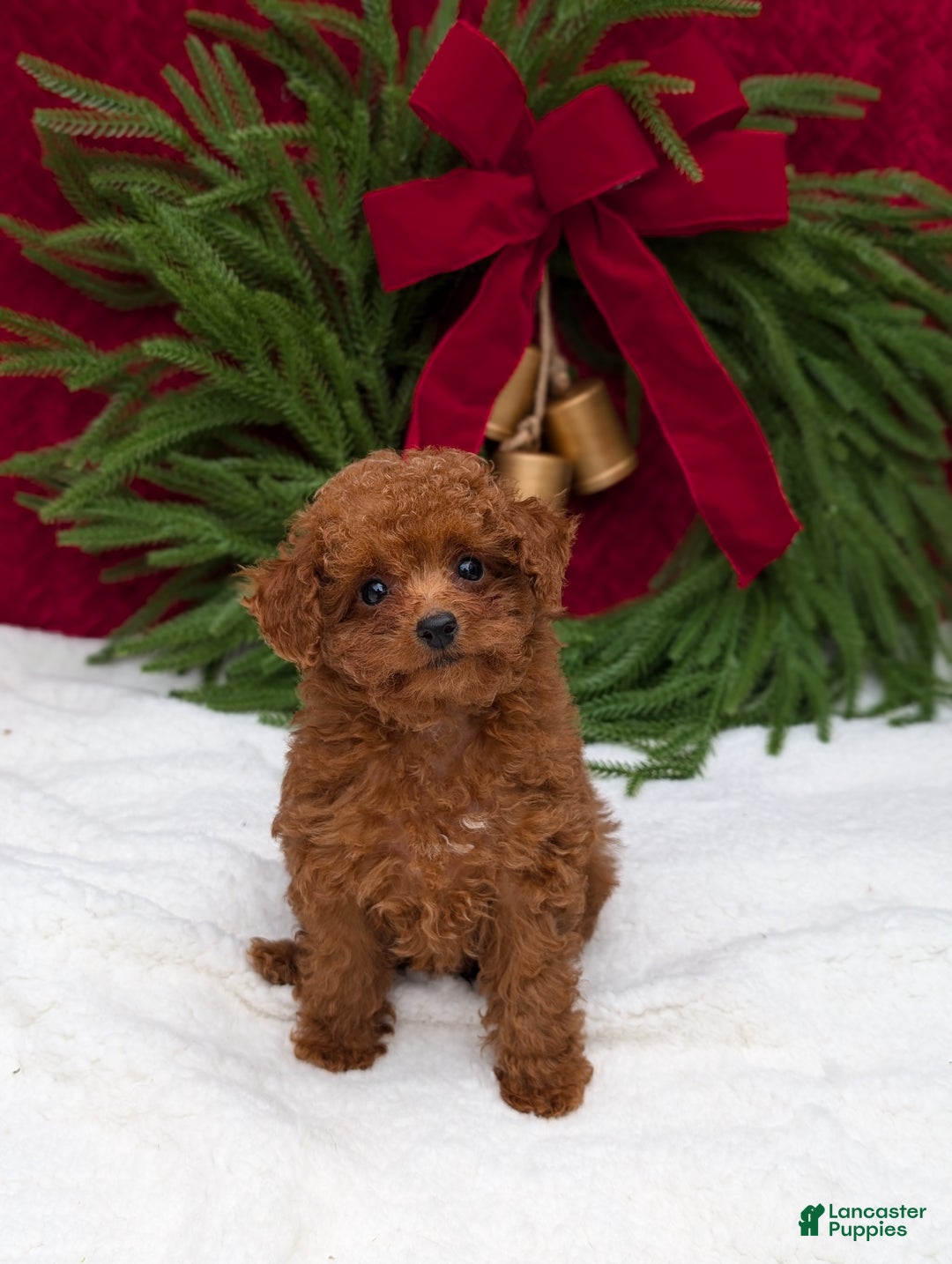 Gallery Image {{count}}