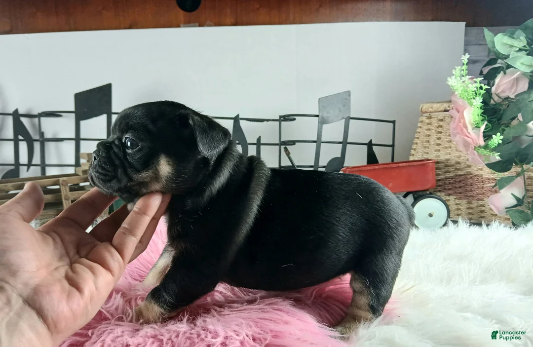 French Bulldog dogs for sale: French Bulldog Pups, NATIONWIDE DELIVERY  - Ad 2