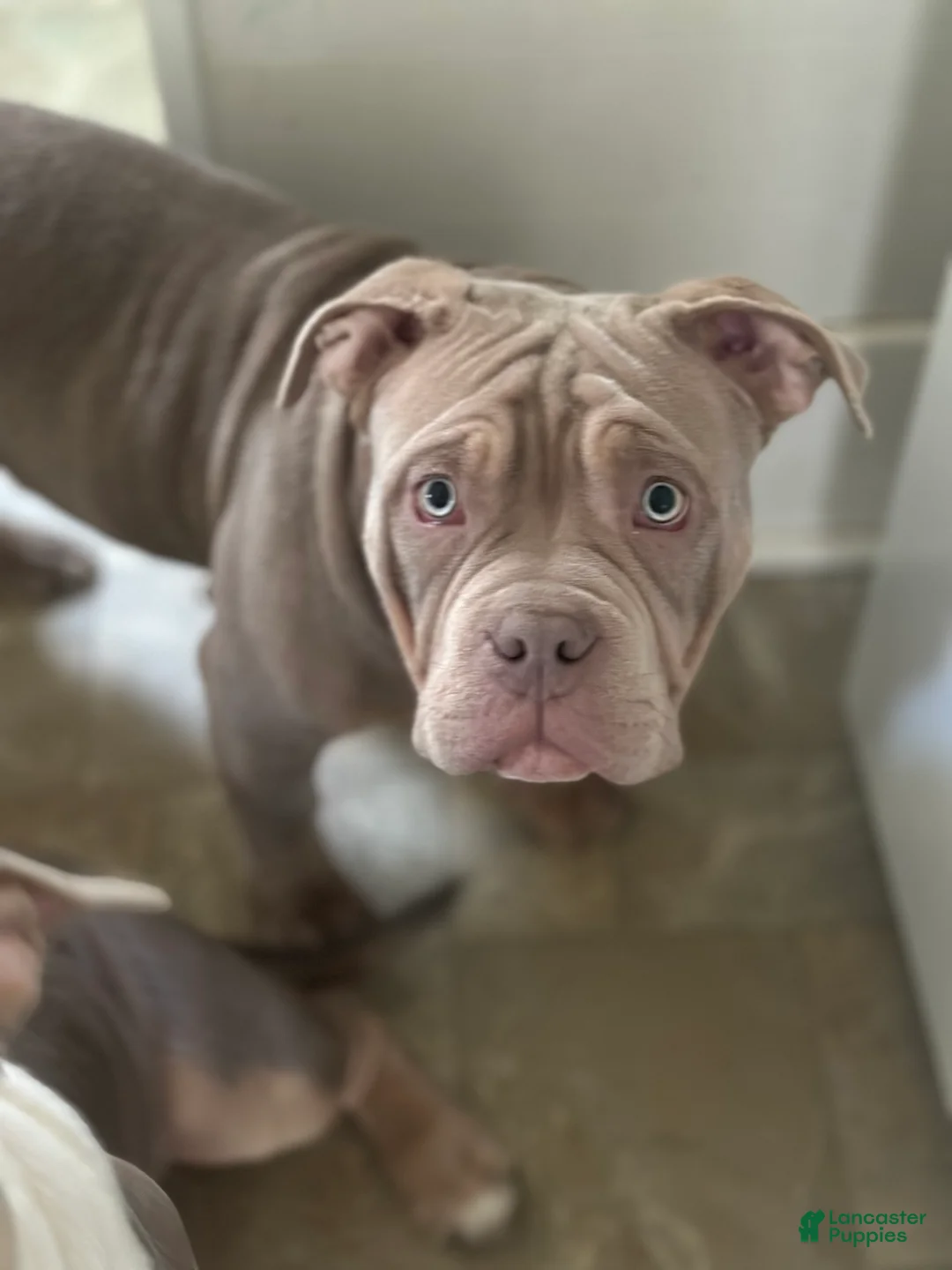 American Bully dogs for sale: CHINO - Ad 2