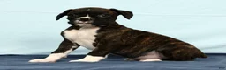 Boxer dogs for sale: Leo - Ad 5