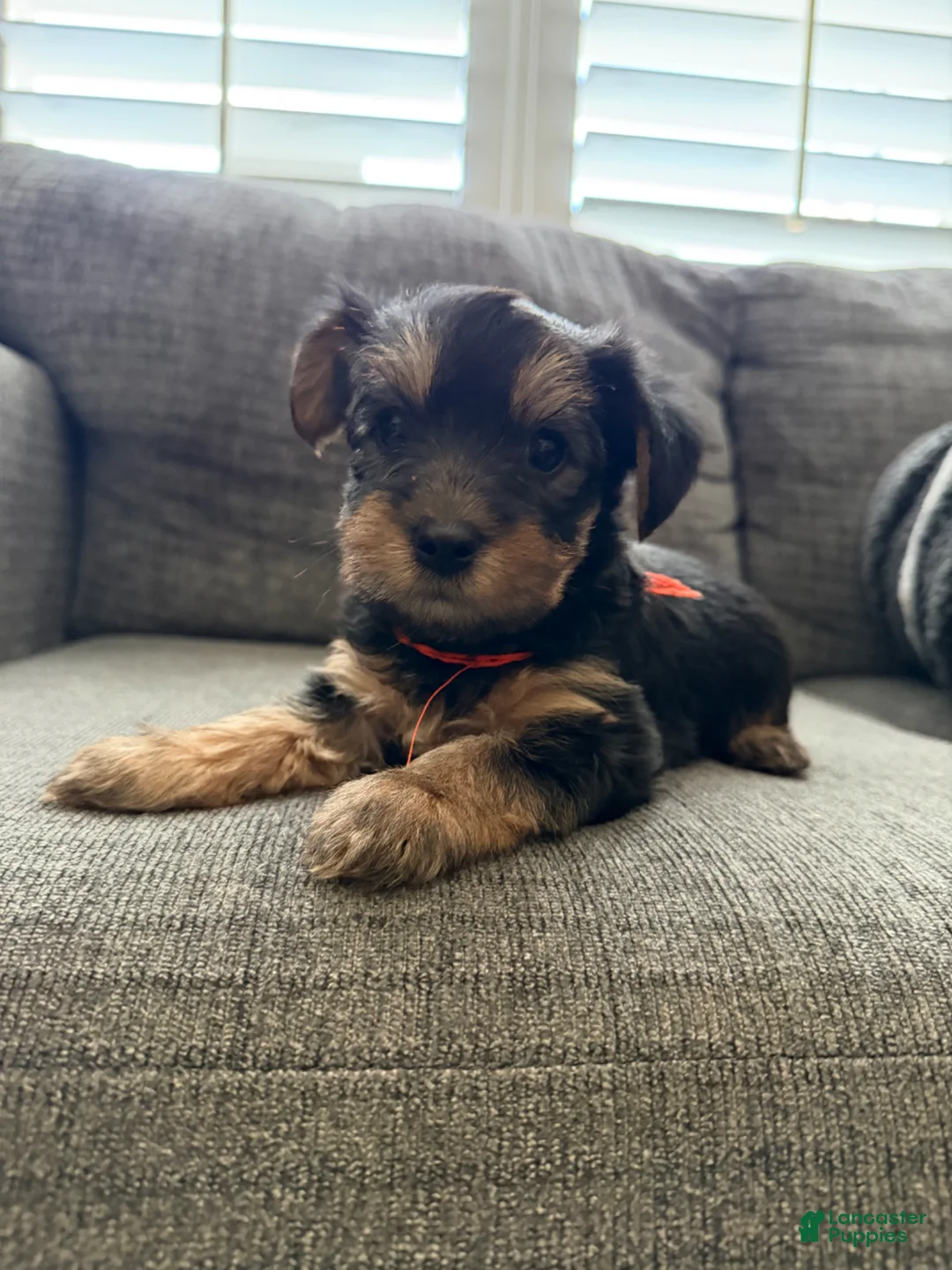 Yorkshire Terrier dogs for sale: Yorkshire Terrier Puppy 1 - Ad 5
