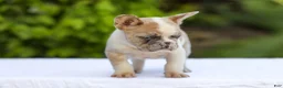 French Bulldog dogs for sale: Copper - Ad 8
