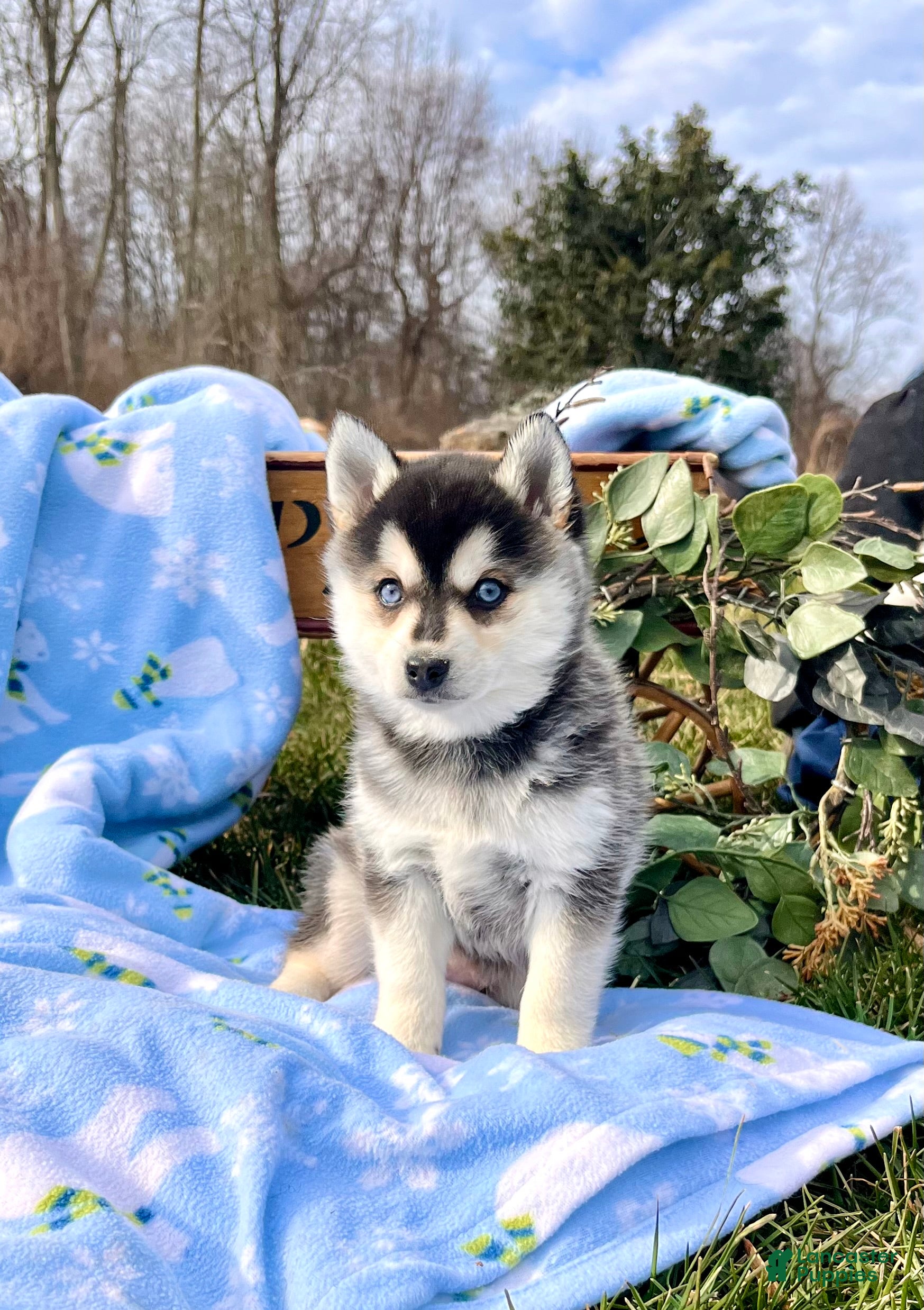 Alaskan Klee Kai dogs Luna Blue Eyed Girl ❤️🐾ICA ❤️Call 610-273-9348 - Ad 8