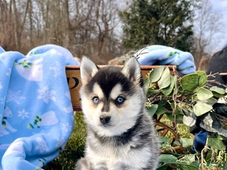 Alaskan Klee Kai dogs Luna Blue Eyed Girl ❤️🐾ICA ❤️Call 610-273-9348 - Ad 8
