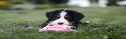 Bernese Mountain Dog dogs for sale: Juliette - Ad 9