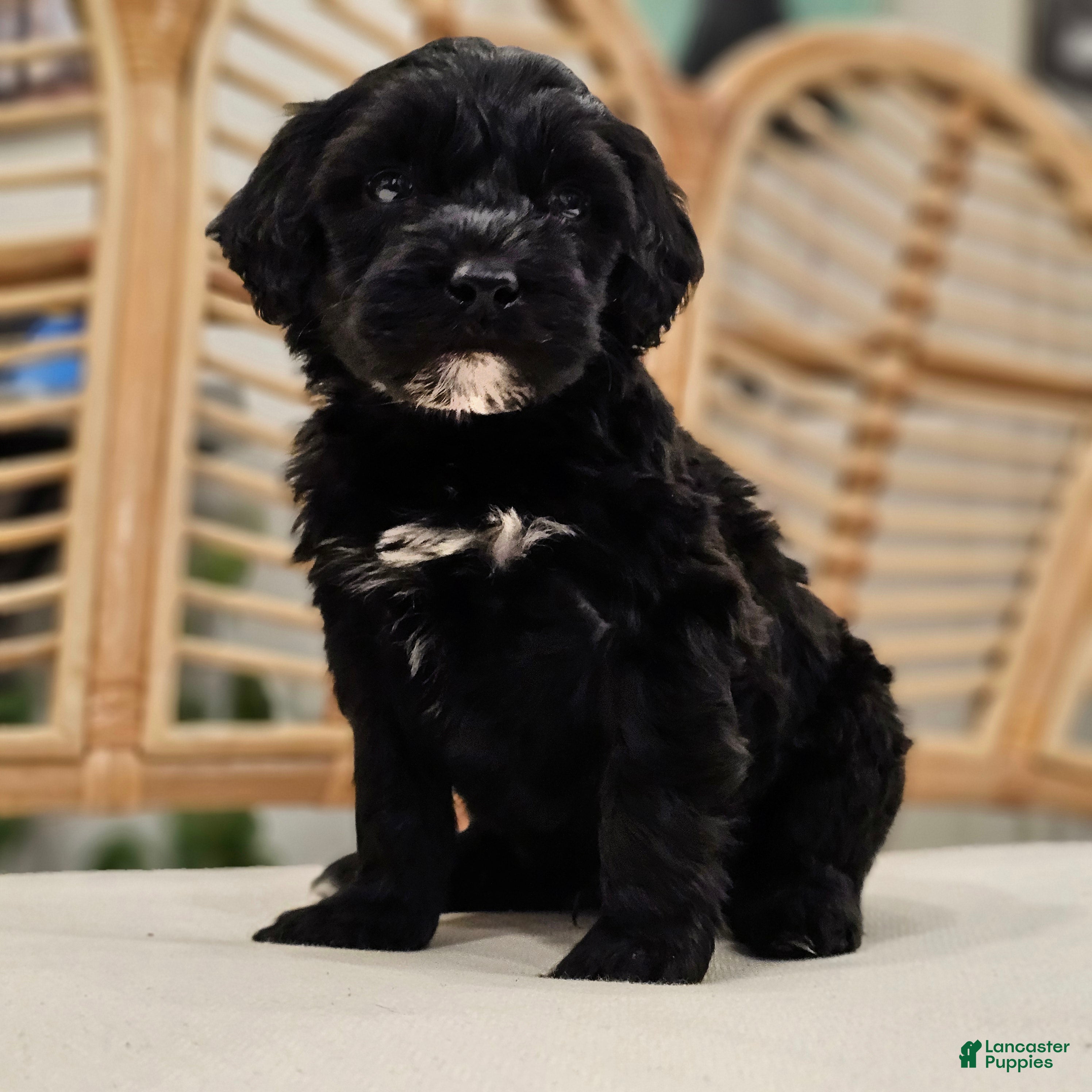 Portuguese Water Dog dogs Thunder B.💙 - Ad 1