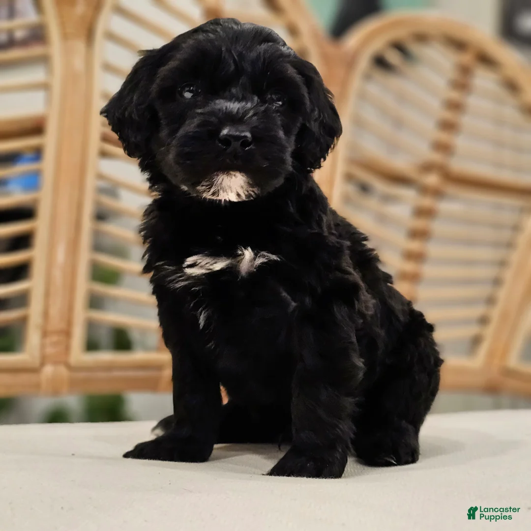 Portuguese Water Dog dogs for sale: Thunder B.💙 - Ad 1