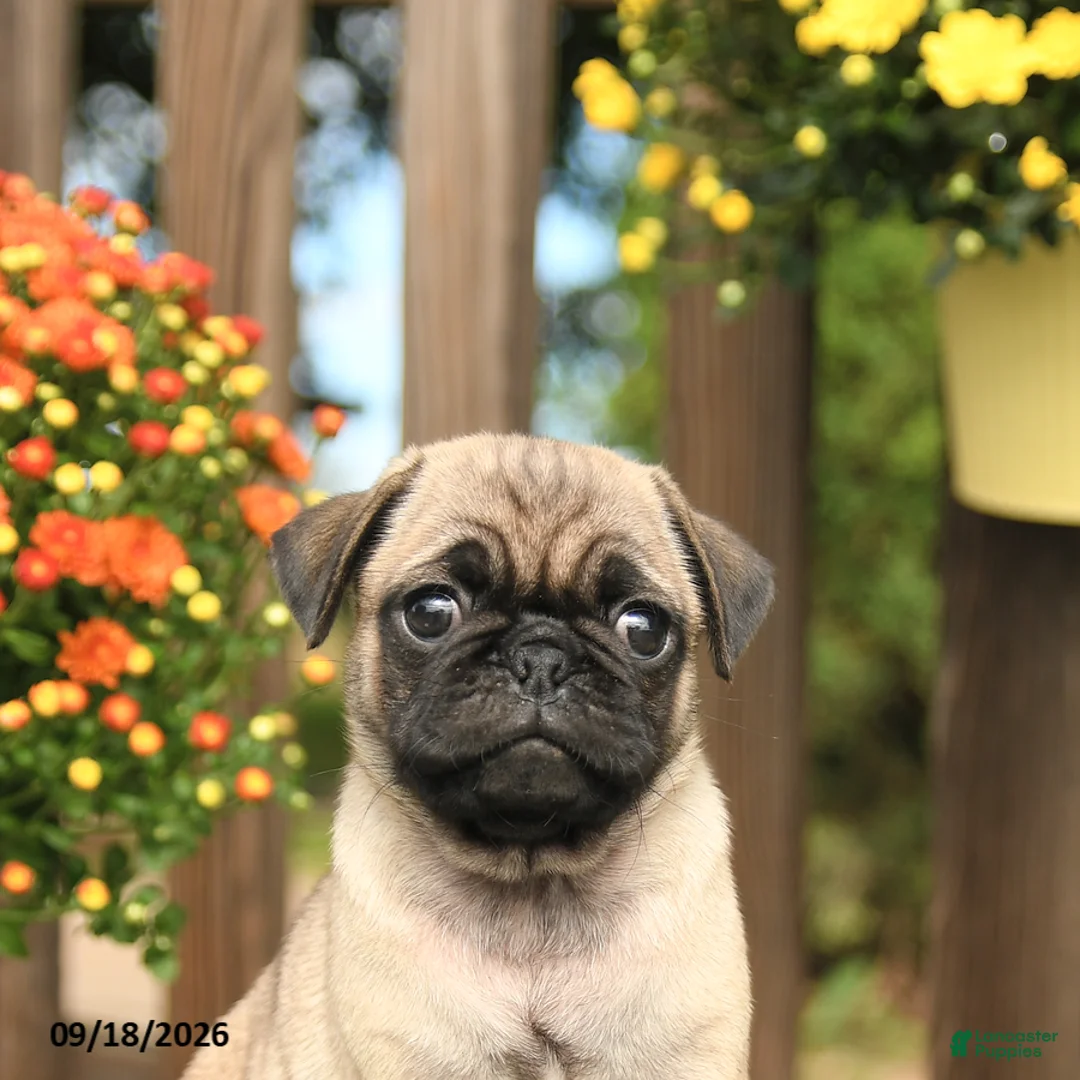 Pug dogs for sale: Marty - Ad 5