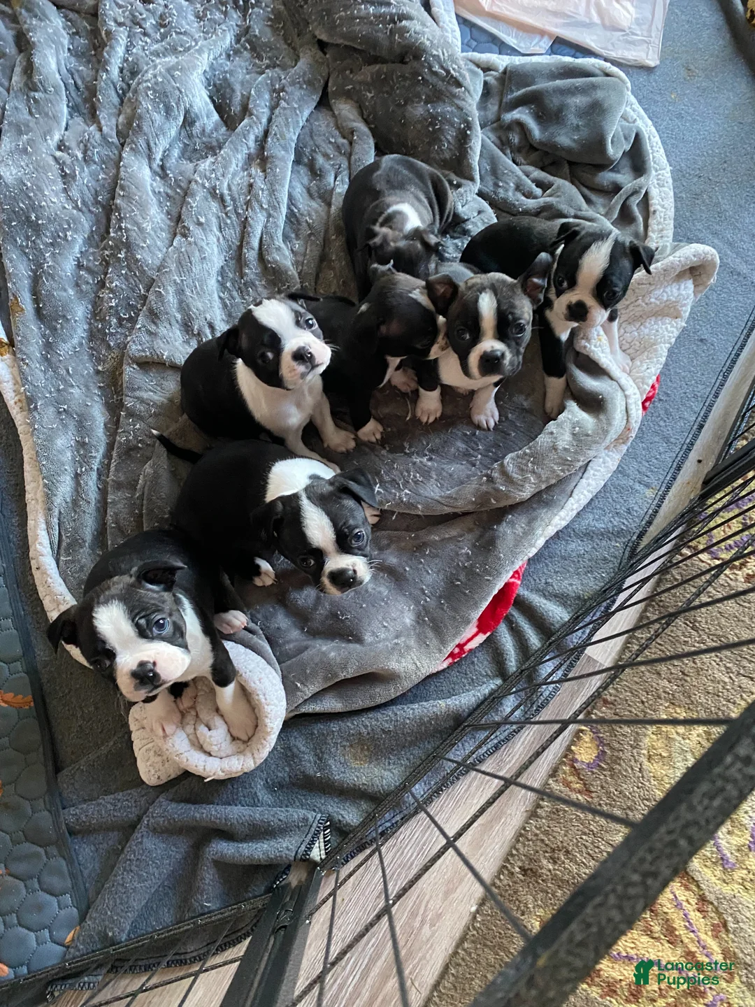 Boston Terrier dogs for sale: Gertrude - Ad 5
