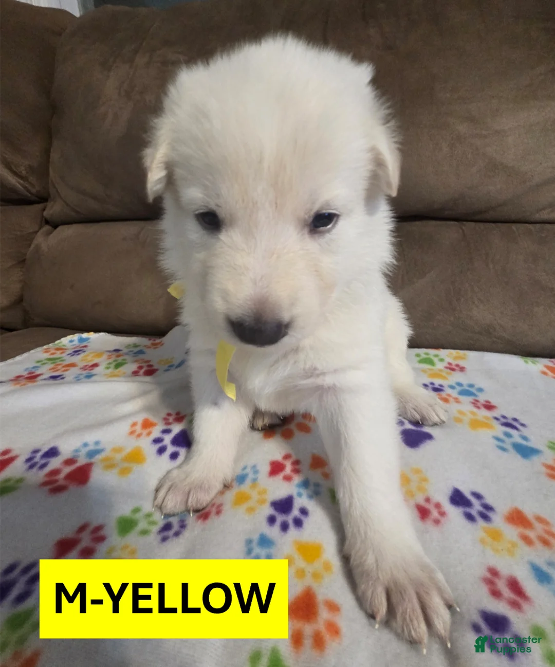 German Shepherd dogs for sale: White German Shepherd Puppy - Yellow - Ad 1