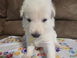 German Shepherd dogs for sale: White German Shepherd Puppy - Yellow - Ad 2