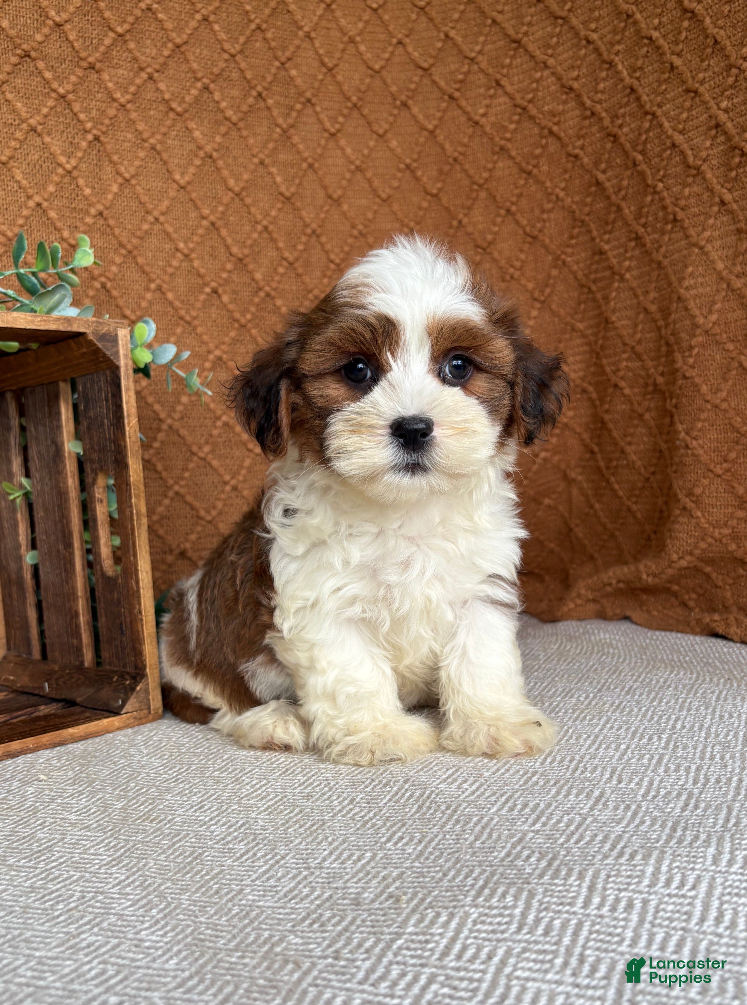 Havanese dogs Cocoa  - Ad 1