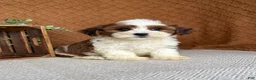 Havanese dogs for sale: Cocoa  - Ad 3