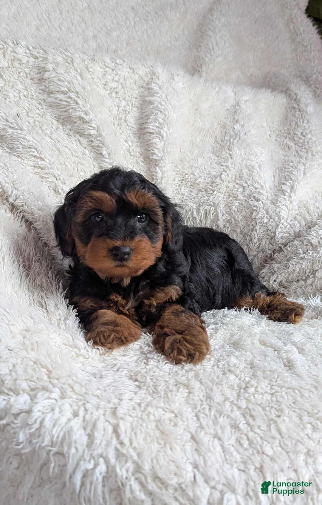 Yorkiepoo dogs for sale: Apollo - Ad 2