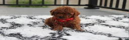 Toy Poodle dogs for sale: Toy PoodleKoda 1 - Ad 8