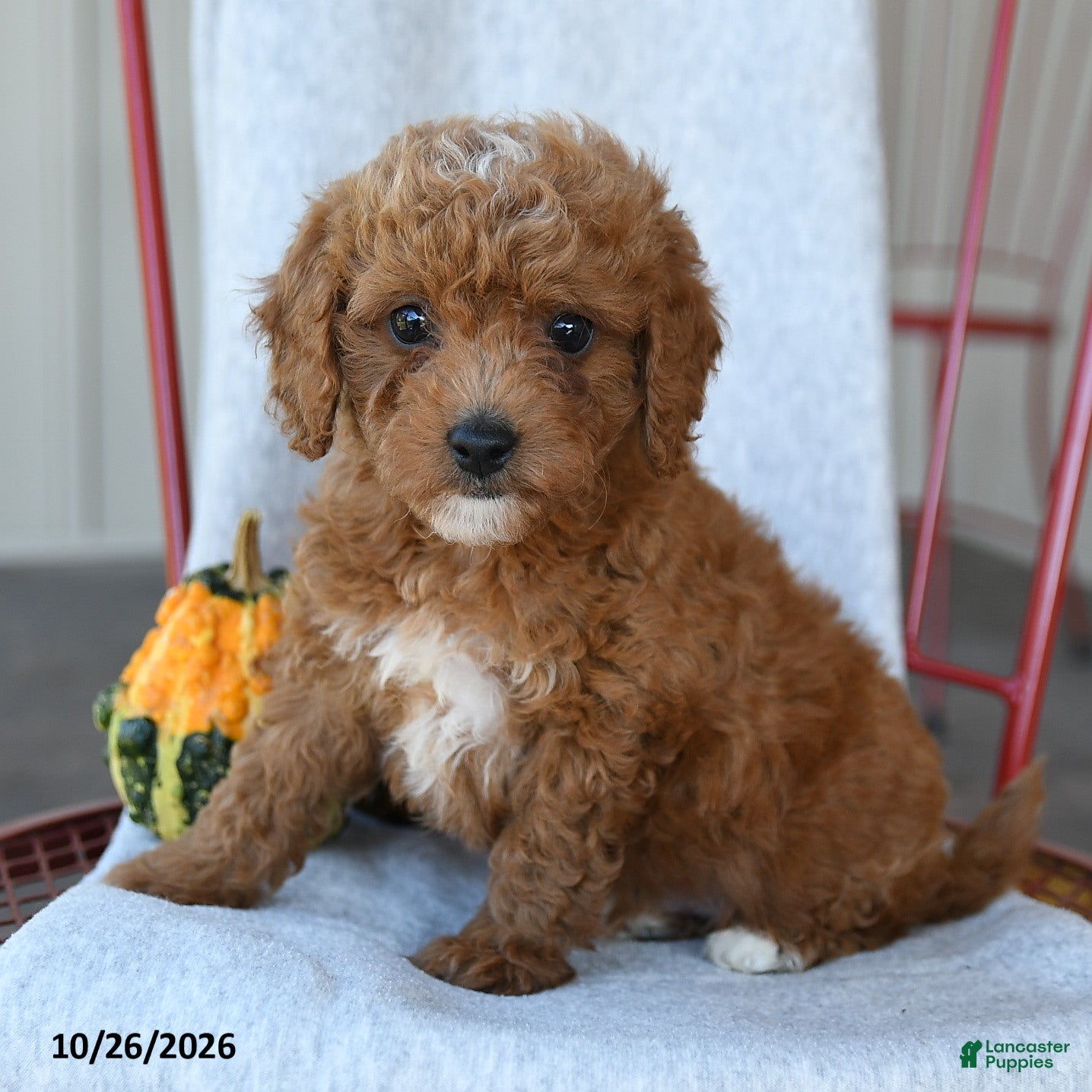 Cockapoo dogs for sale: Redmond - Ad 2