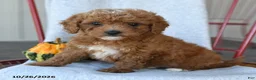 Cockapoo dogs for sale: Redmond - Ad 2