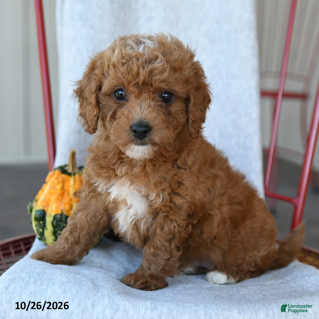 Cockapoo dogs for sale: Redmond - Ad 2