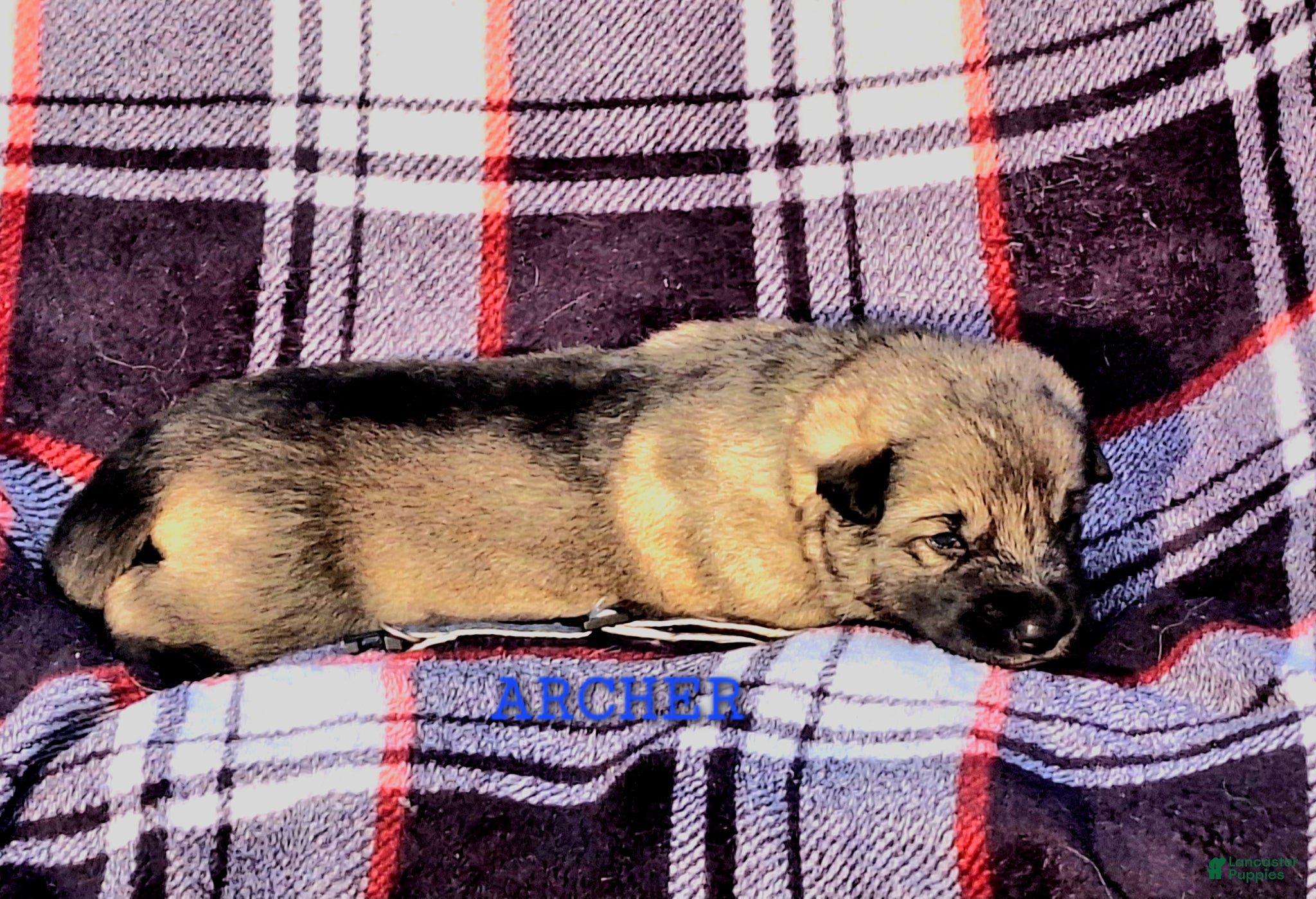 German Shepherd dogs ARCHER  Silver sable male pup! - Ad 2