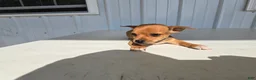 Chihuahua dogs for sale: Brutis - Ad 9