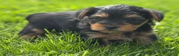 Yorkshire Terrier dogs for sale: Cocoa - Ad 11