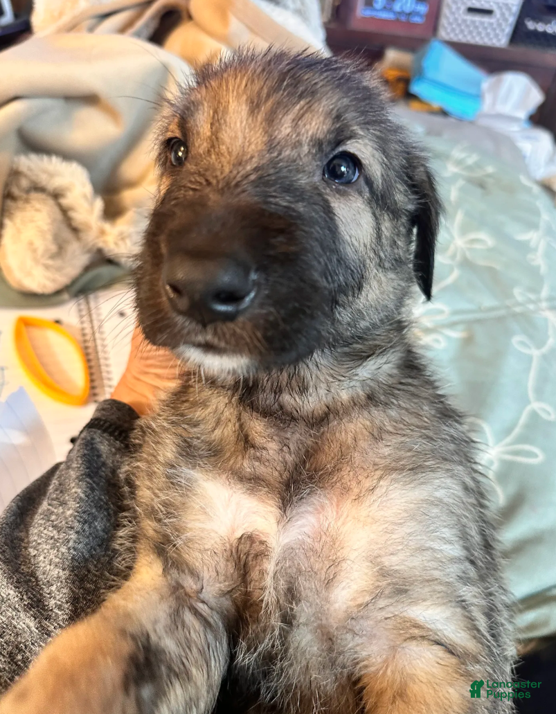 Irish Wolfhound dogs Barbie 907-575-2003 - Ad 2