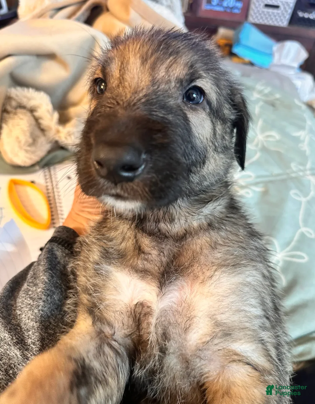 Irish Wolfhound dogs for sale: Barbie 907-575-2003 - Ad 2