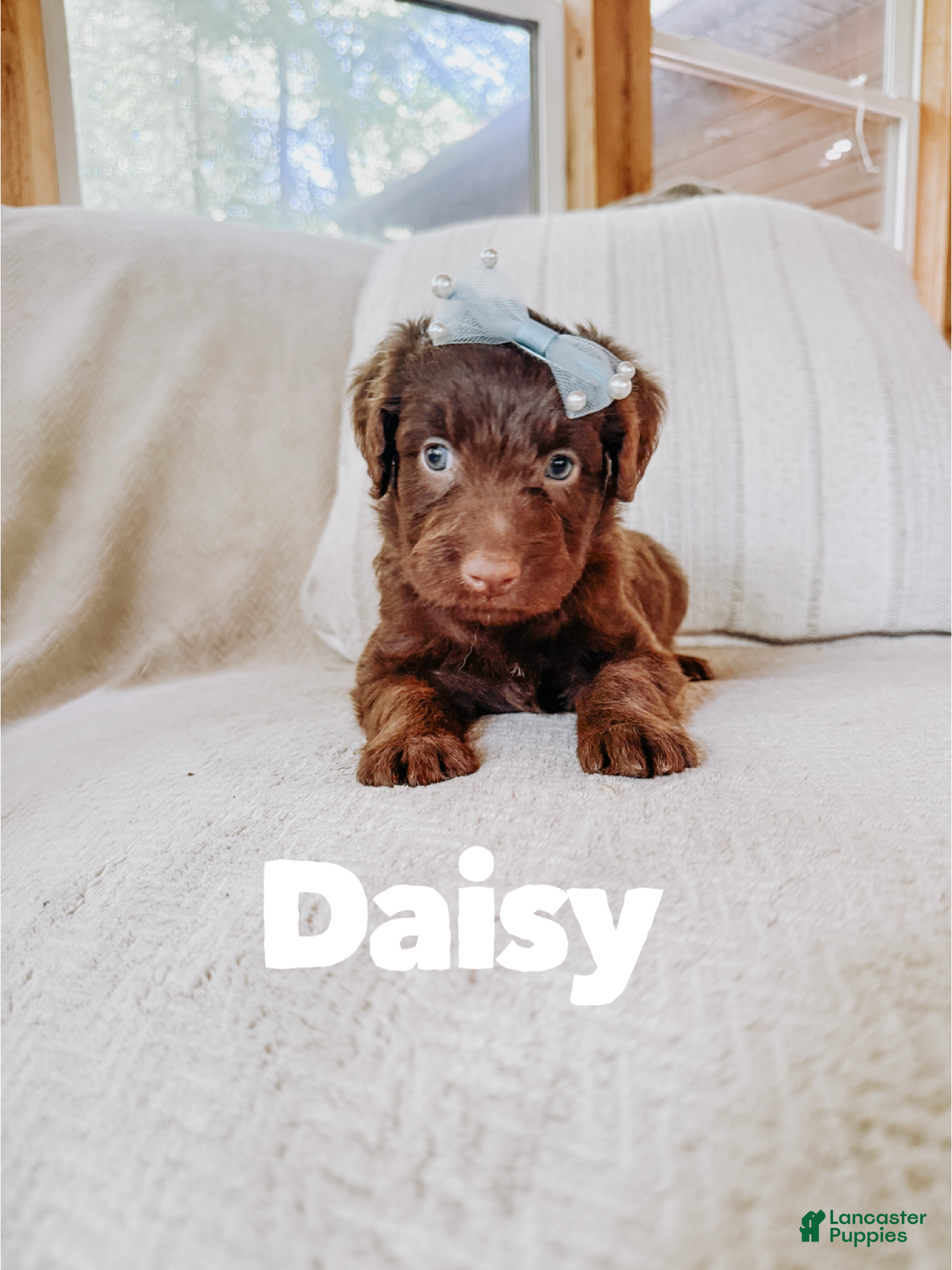Aussiedoodle dogs Daisy  - Ad 31