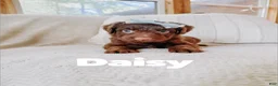 Aussiedoodle dogs for sale: Daisy  - Ad 3