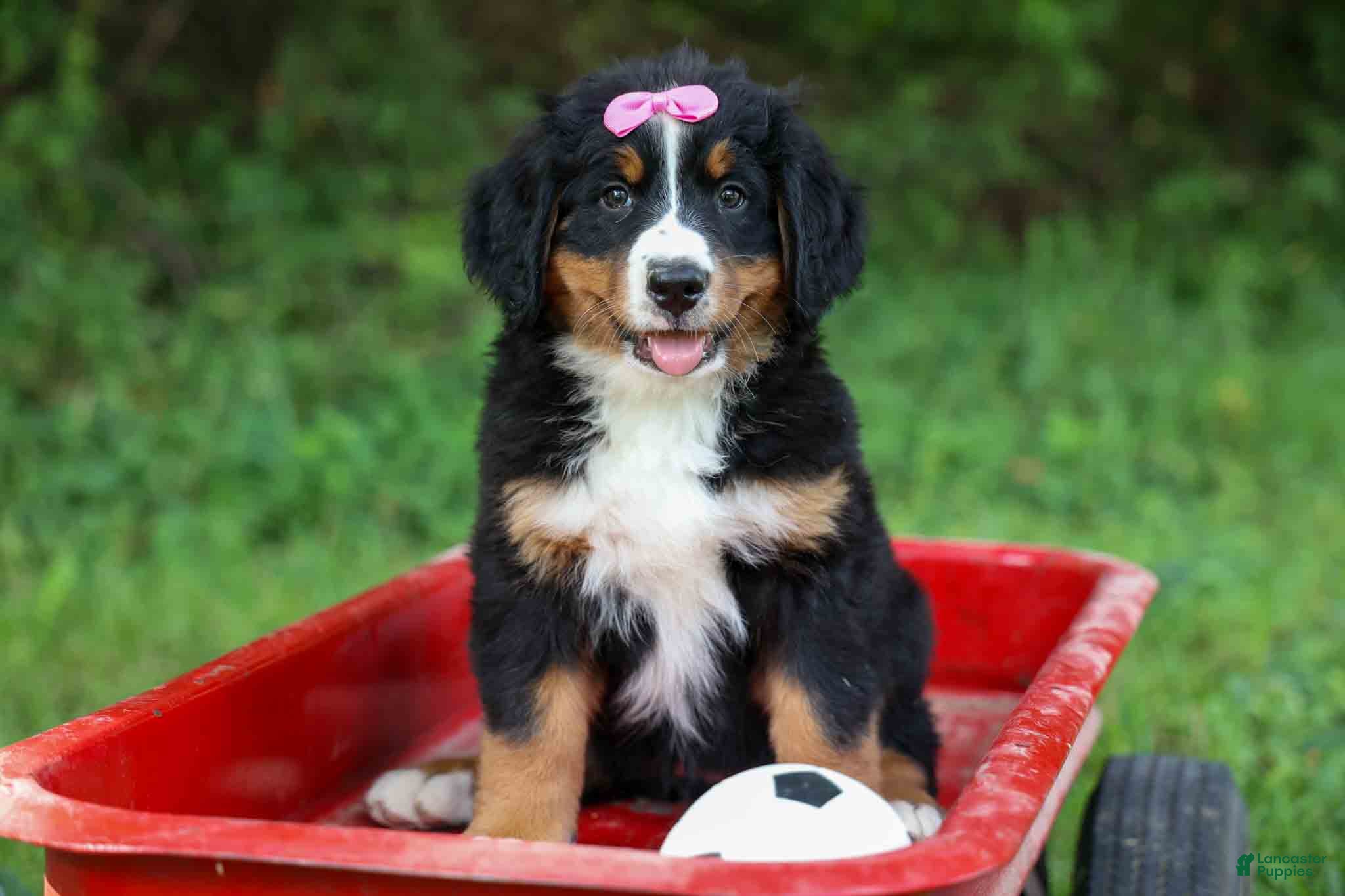 Bernese Mountain Dog dogs SALLY - Ad 2