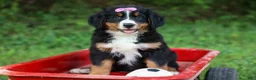 Bernese Mountain Dog dogs for sale: SALLY - Ad 2