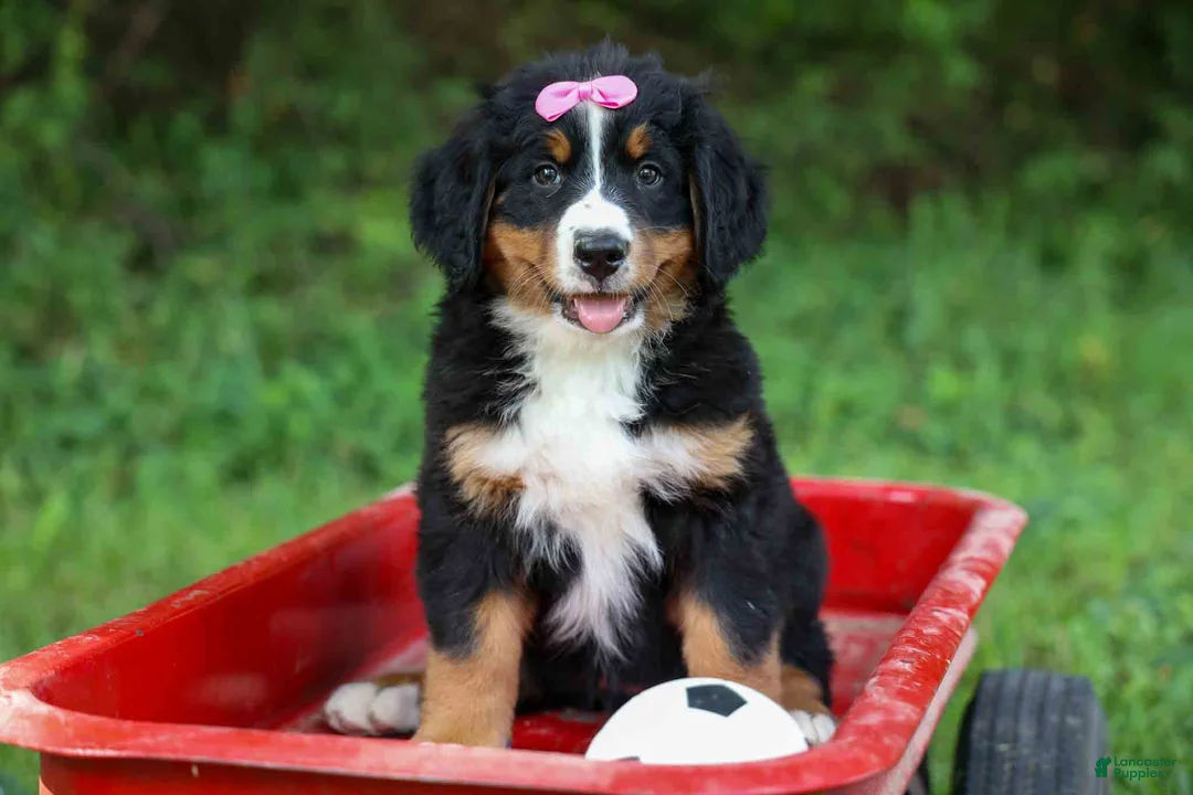 Bernese Mountain Dog dogs for sale: SALLY - Ad 2