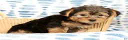 Yorkshire Terrier dogs for sale: Charlie - Ad 7