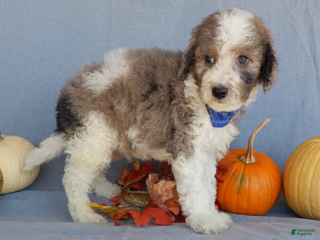 Sheepadoodle dogs for sale: Panda (medium) - Ad 56