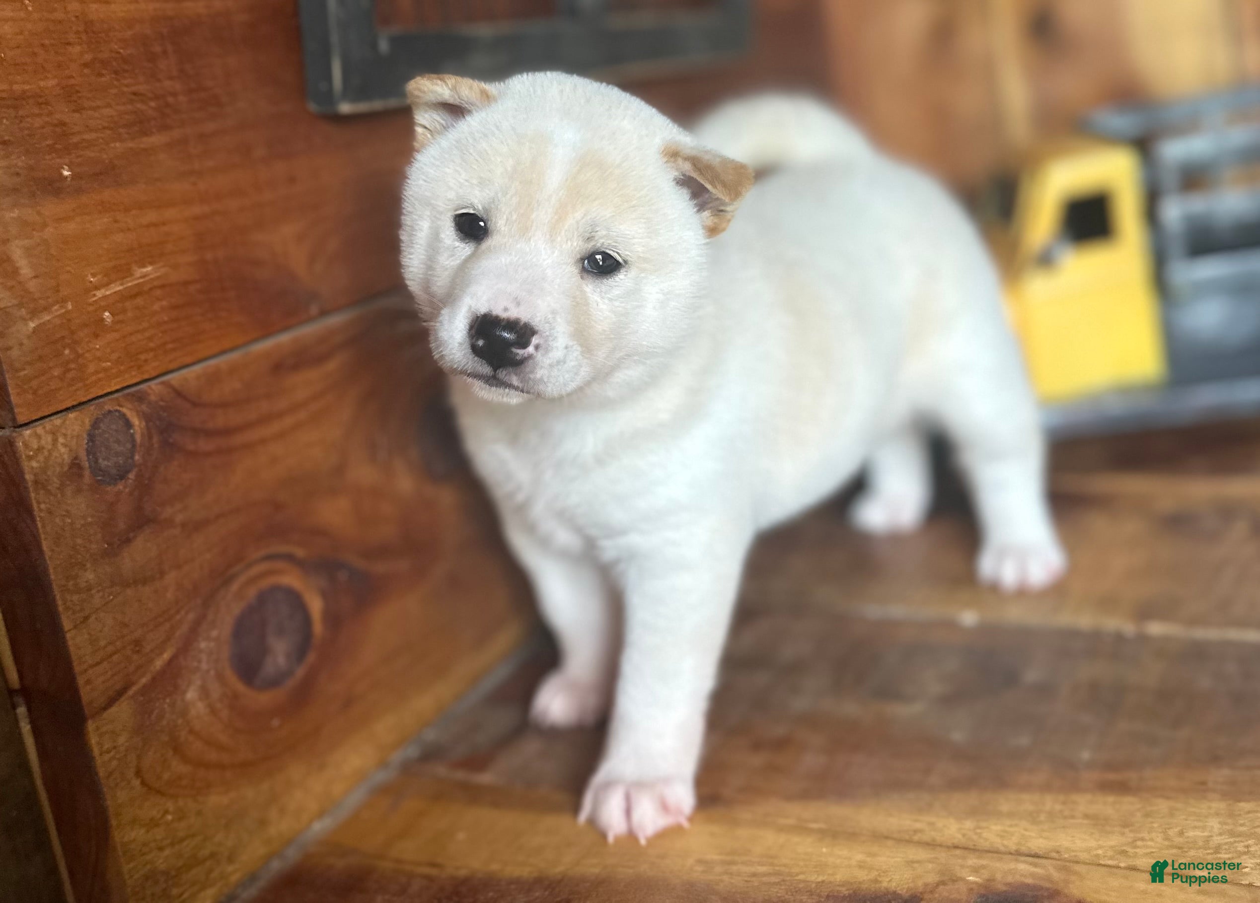 Shiba Inu dogs Shiba Inu Puppy 3 - Ad 1