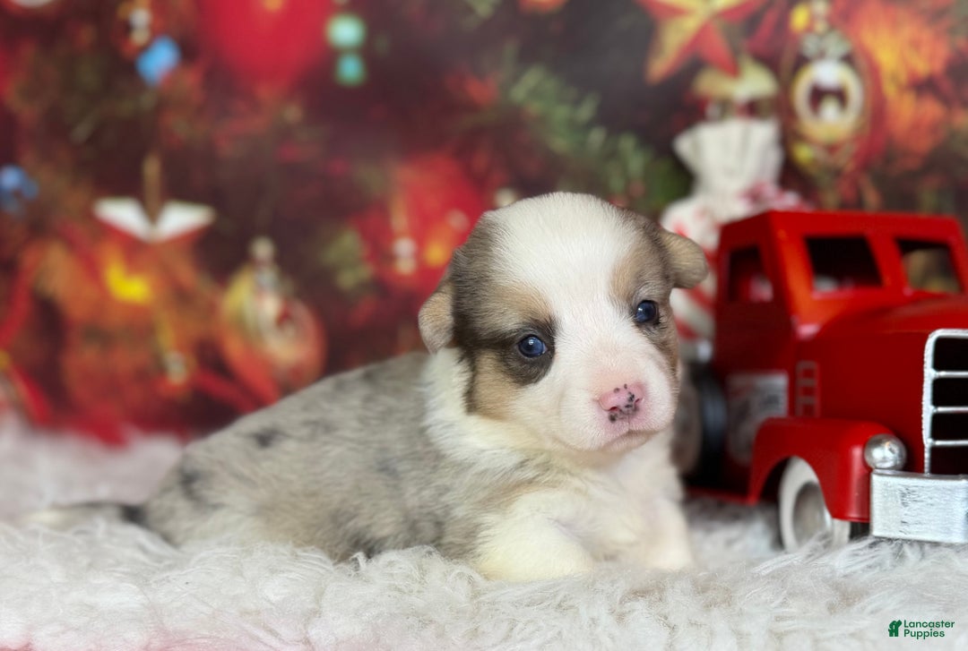 Welsh Corgi Pembroke dogs for sale: Tinsel pet only - Ad 3