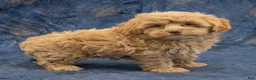 Havapoo dogs for sale: Sasha - Ad 4