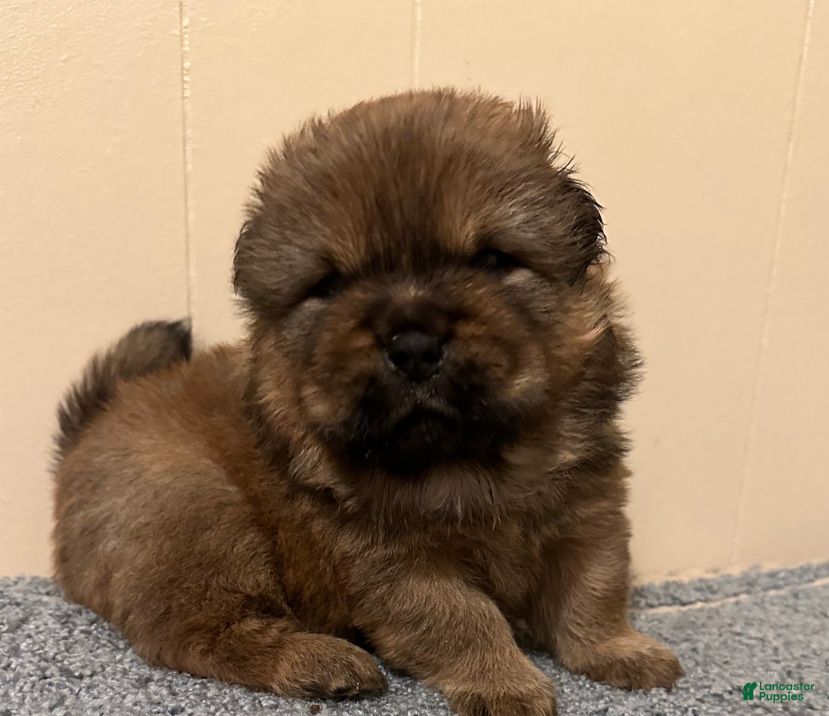 Chow Chow dogs Simba - Ad 3