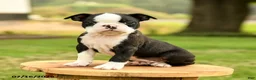 Boston Terrier dogs for sale: Brady - Ad 5