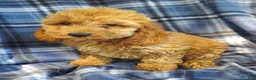 Cockapoo dogs for sale: Axel - Ad 2
