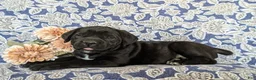 Cane Corso dogs for sale: Johannah - Ad 4