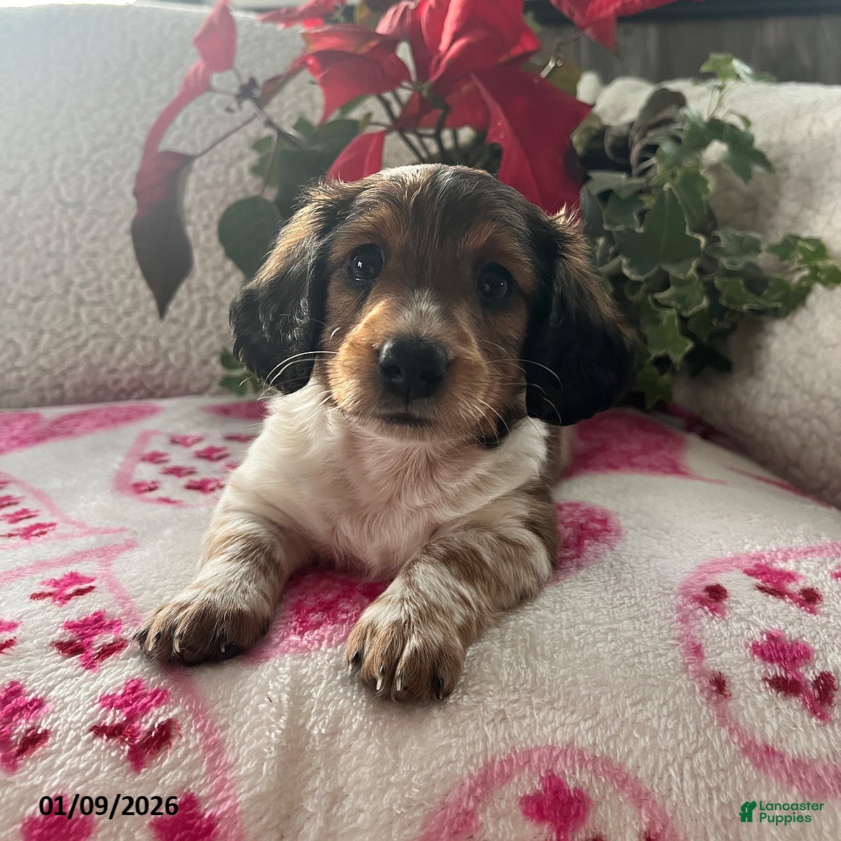 Miniature Dachshund dogs Jane - Ad 21