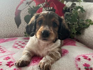 Miniature Dachshund dogs Jane - Ad 36