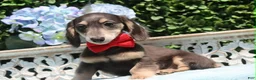 Miniature Dachshund dogs for sale: Miniature Dachshund 2 - Ad 8
