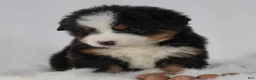 Bernese Mountain Dog dogs for sale: Bernese Mountain Dog Puppy 1 - Ad 3
