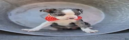 Boston Terrier dogs for sale: Duke - Ad 3