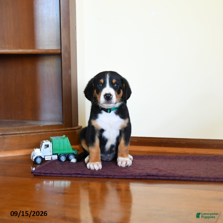 Greater Swiss Mountain Dog dogs Wexford - Ad 1