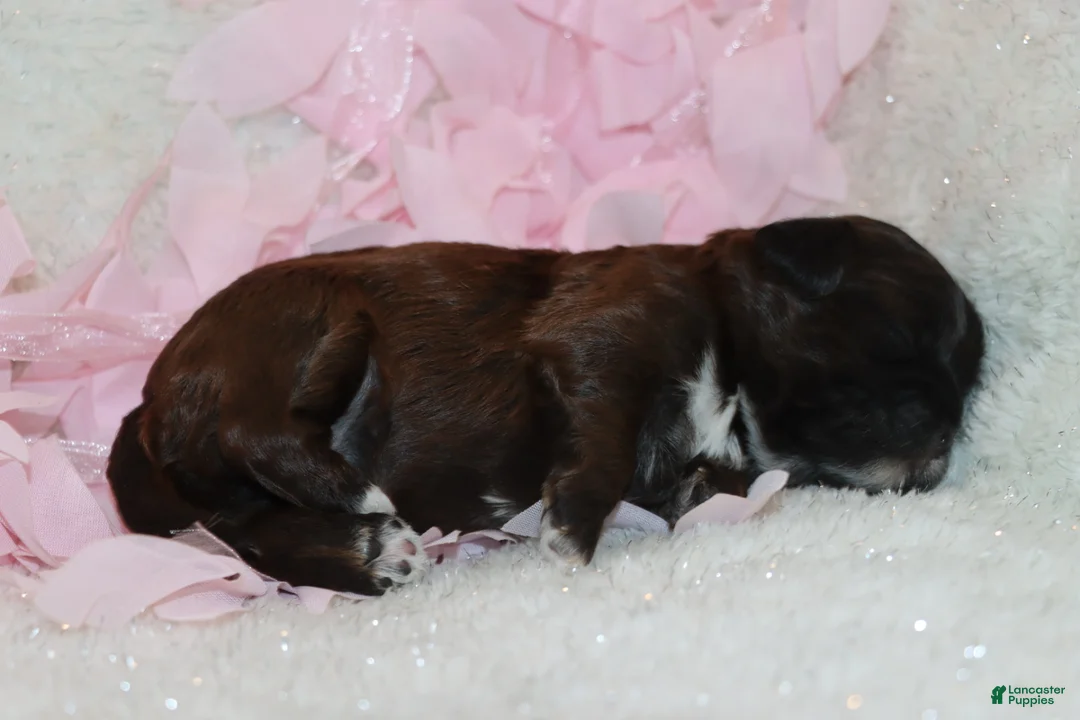 Shihpoo dogs for sale: Laura - Ad 3