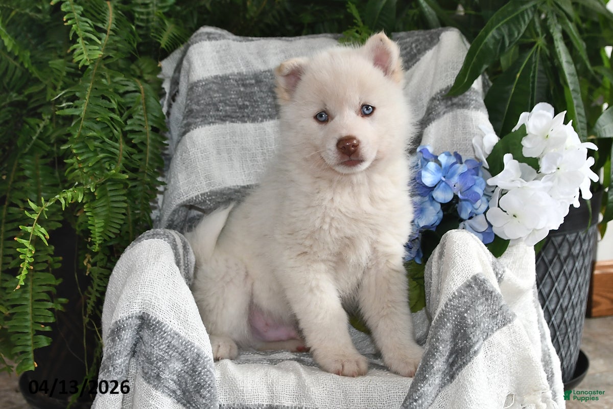 Pomsky dogs Marshmallow - Ad 1